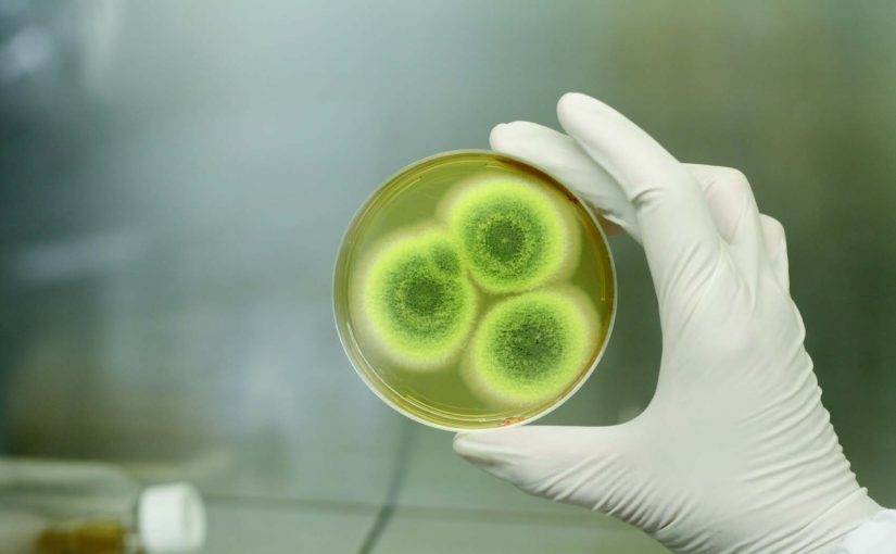 Asian Tigers Canada Day